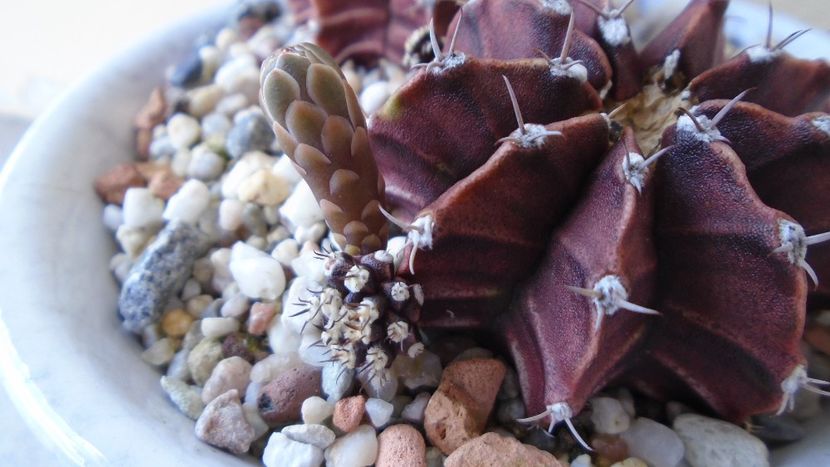 Gymnocalycium friedrichii, lastari cu boboci - Cactusi 2020 Gymnocalycium