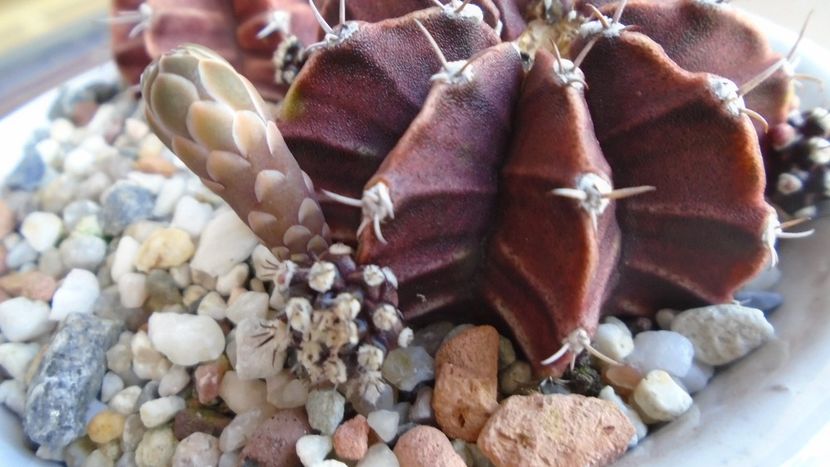Gymnocalycium friedrichii, lastari cu boboci - Cactusi 2020 Gymnocalycium