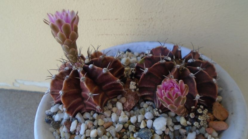 Gymnocalycium friedrichii, 2 ex. - Cactusi 2020 Gymnocalycium