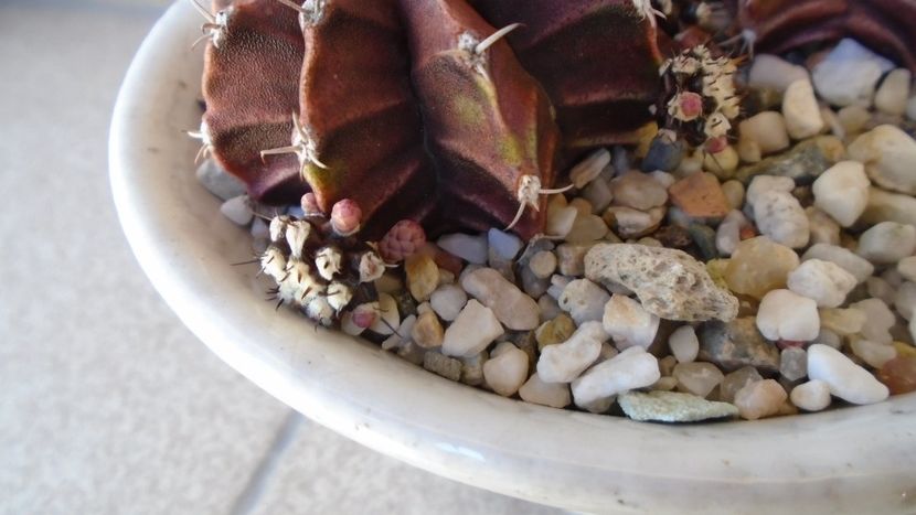 Gymnocalycium friedrichii, lastari cu boboci - Cactusi 2020 Gymnocalycium