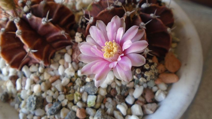 Gymnocalycium friedrichii, 2 ex. - Cactusi 2020 Gymnocalycium