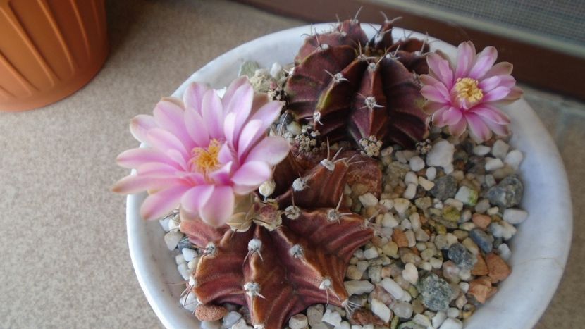 Gymnocalycium friedrichii, 2 ex. - Cactusi 2020 Gymnocalycium