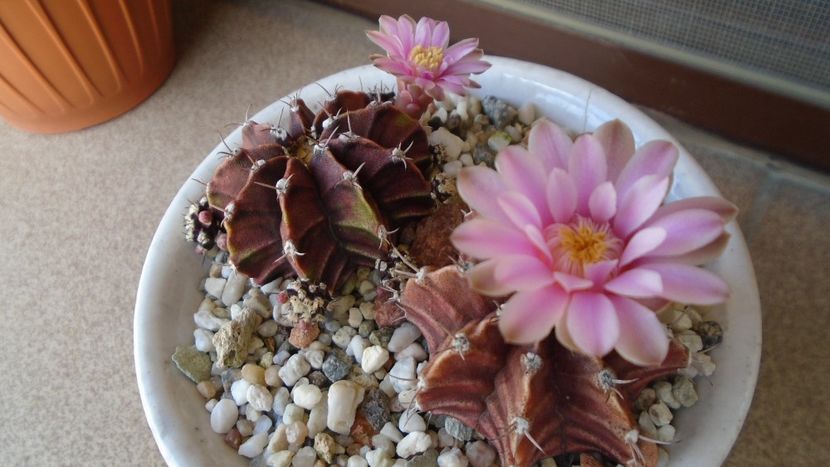 Gymnocalycium friedrichii, 2 ex. - Cactusi 2020 Gymnocalycium