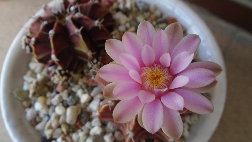 Gymnocalycium friedrichii, 2 ex. - Cactusi 2020 Gymnocalycium