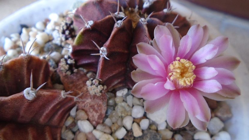 Gymnocalycium friedrichii, 2 ex. - Cactusi 2020 Gymnocalycium