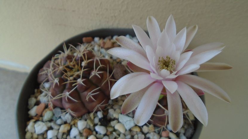 Gymnocalycium asterium v. minimum, 2 ex. - Cactusi 2020 Gymnocalycium