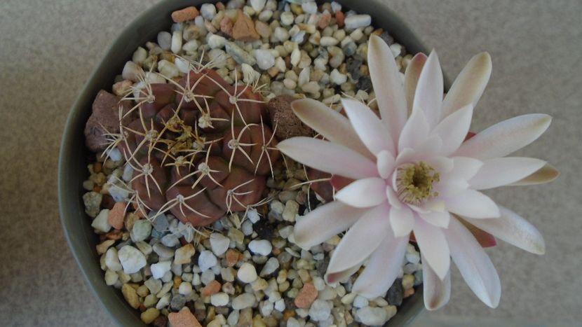 Gymnocalycium asterium v. minimum, 2 ex. - Cactusi 2020 Gymnocalycium