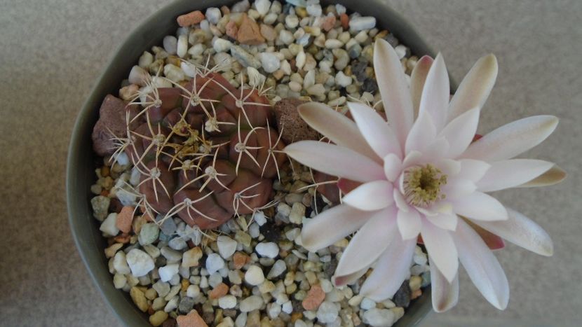 Gymnocalycium asterium v. minimum, 2 ex. - Cactusi 2020 Gymnocalycium