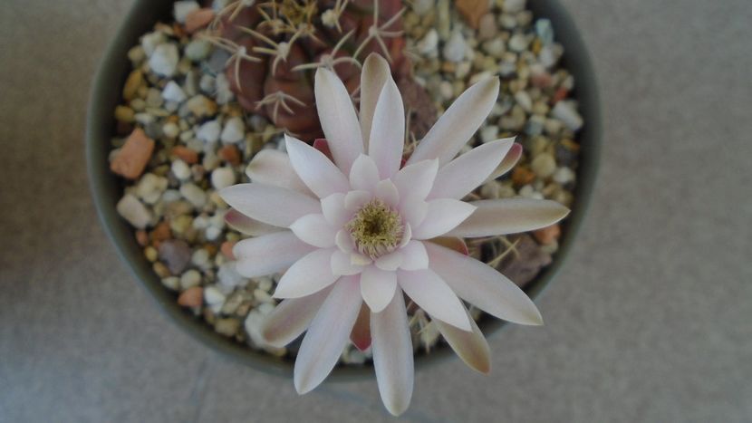 Gymnocalycium asterium v. minimum, 2 ex. - Cactusi 2020 Gymnocalycium