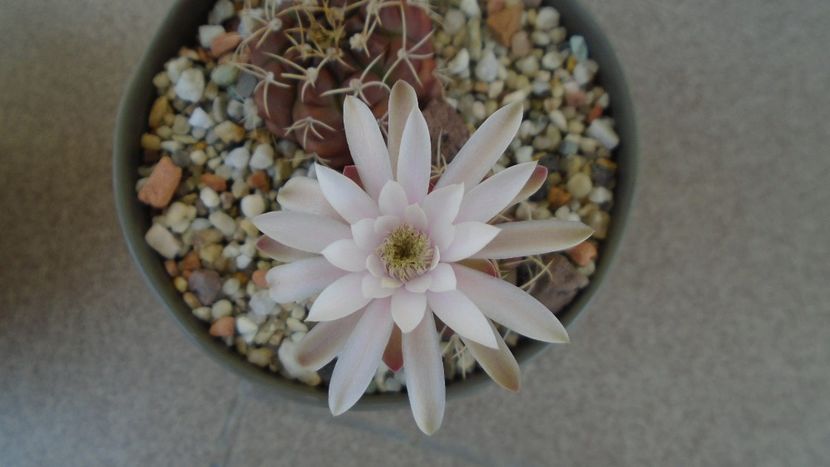 Gymnocalycium asterium v. minimum, 2 ex. - Cactusi 2020 Gymnocalycium