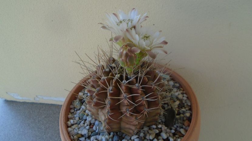 Gymnocalycium mihanovichii - Cactusi 2020 Gymnocalycium