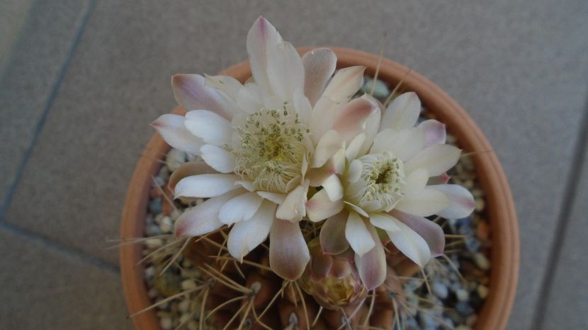 Gymnocalycium mihanovichii - Cactusi 2020 Gymnocalycium