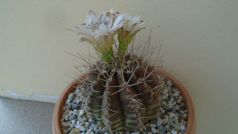 Gymnocalycium mihanovichii - Cactusi 2020 Gymnocalycium