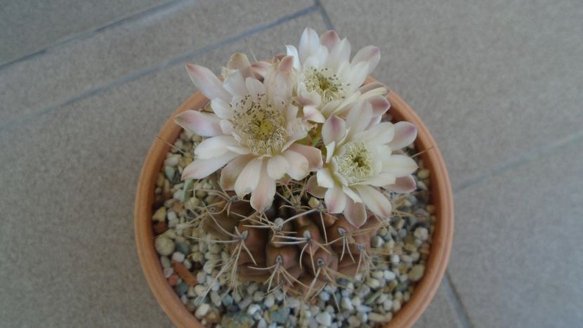 Gymnocalycium mihanovichii - Cactusi 2020 Gymnocalycium