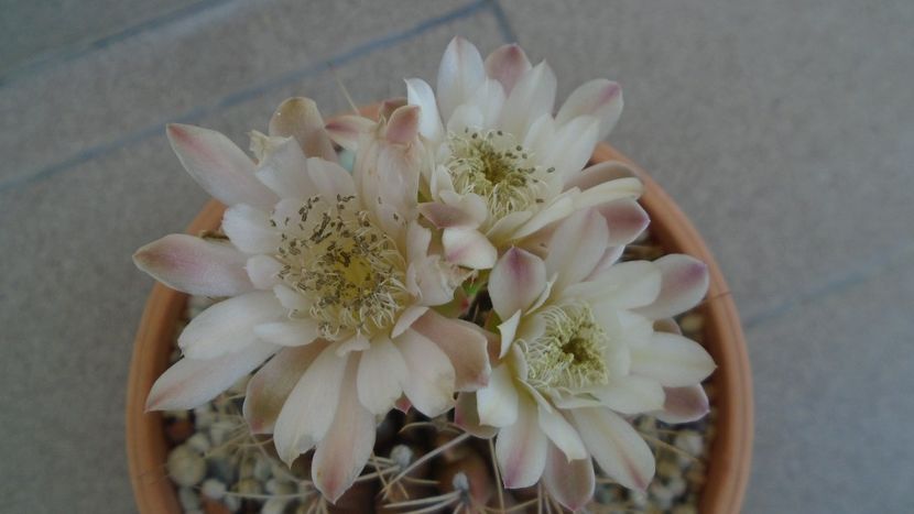 Gymnocalycium mihanovichii - Cactusi 2020 Gymnocalycium
