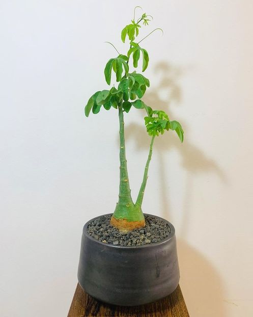 Adenia glauca - Vase - aranjamente - accesorii