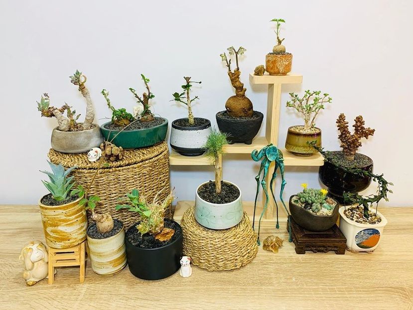 Aranjamente - Vase - aranjamente - accesorii
