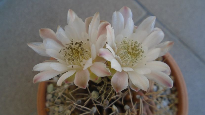 Gymnocalycium mihanovichii - Cactusi 2020 Gymnocalycium