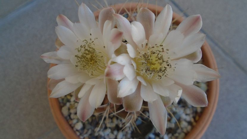 Gymnocalycium mihanovichii - Cactusi 2020 Gymnocalycium