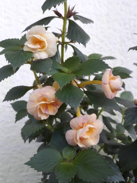  - 0001 2022 - RF s Tropicana