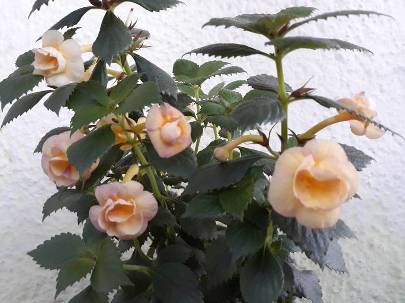  - 0001 2022 - RF s Tropicana