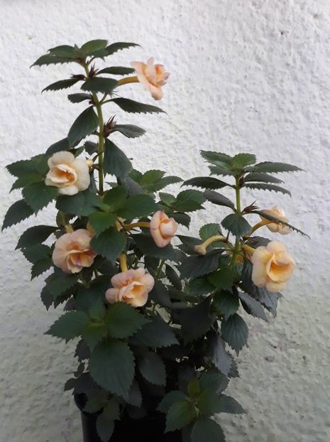  - 0001 2022 - RF s Tropicana