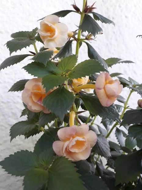  - 0001 2022 - RF s Tropicana