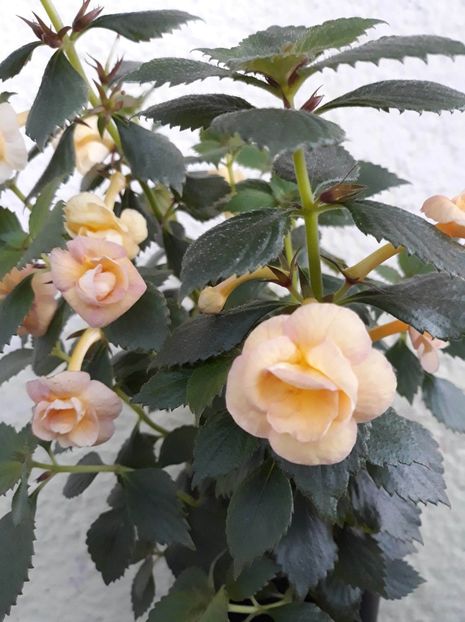  - 0001 2022 - RF s Tropicana