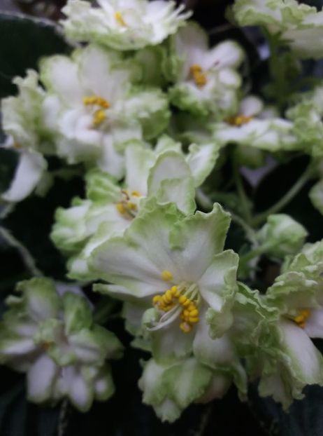 poza net - LE Berillovy Iney