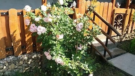  - curtea in vara 2020