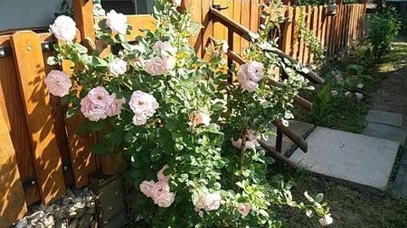  - curtea in vara 2020