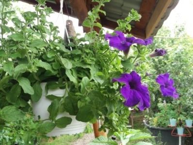  - curtea in vara 2020