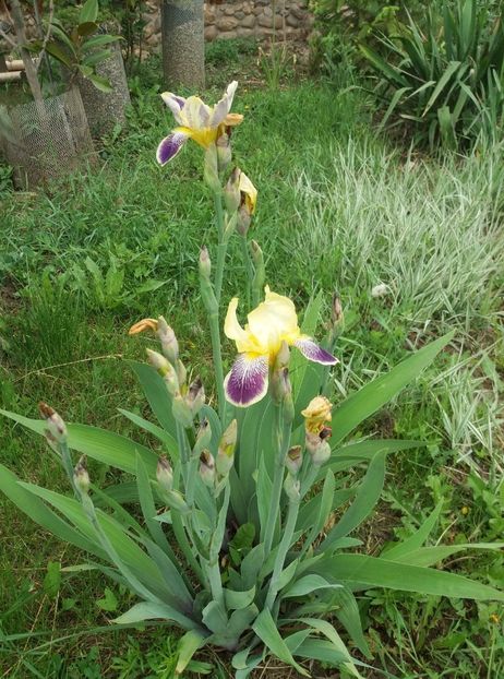  - curtea in vara 2020