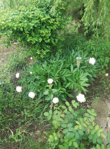  - curtea in vara 2020