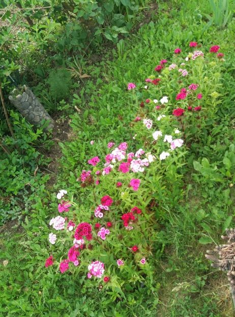  - curtea in vara 2020