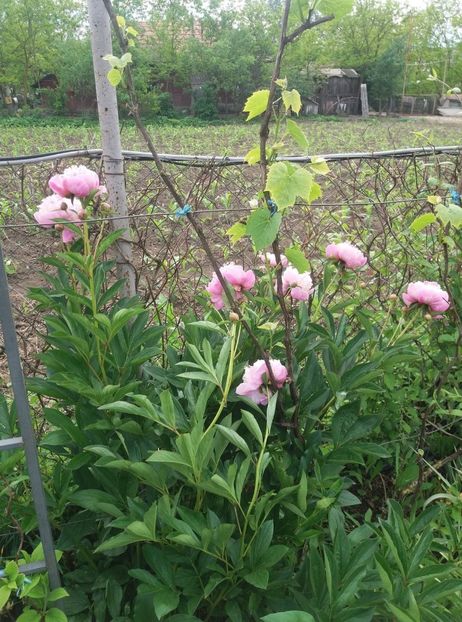  - curtea in vara 2020