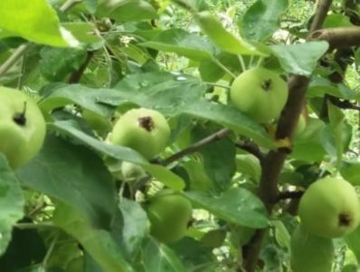  - curtea in vara 2020