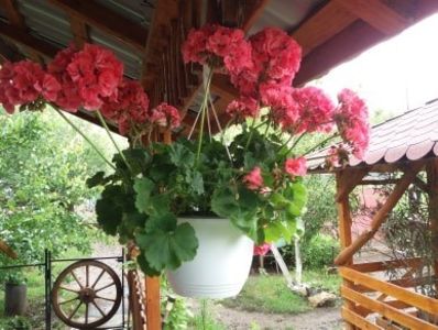 104281103_259919298603861_2124255683659371280_n (1) - curtea in vara 2020