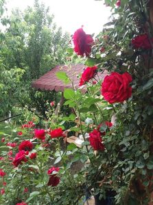  - curtea in vara 2020