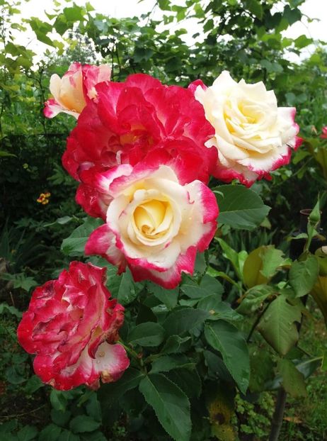 106909651_2618989555027644_7245782314690426614_n (1) - curtea in vara 2020