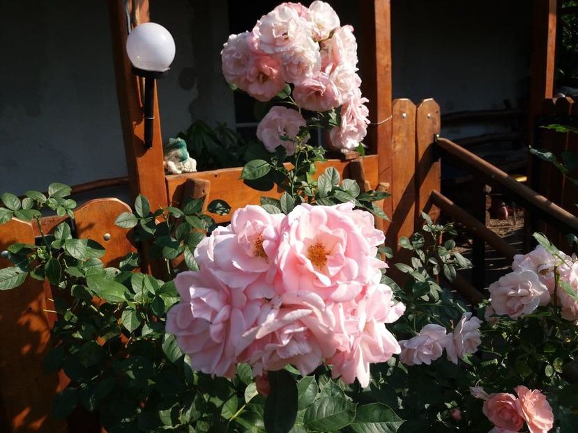  - curtea in vara 2020