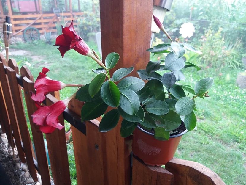 dypladenia rosie - curtea in vara 2020