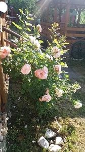  - curtea in vara 2020