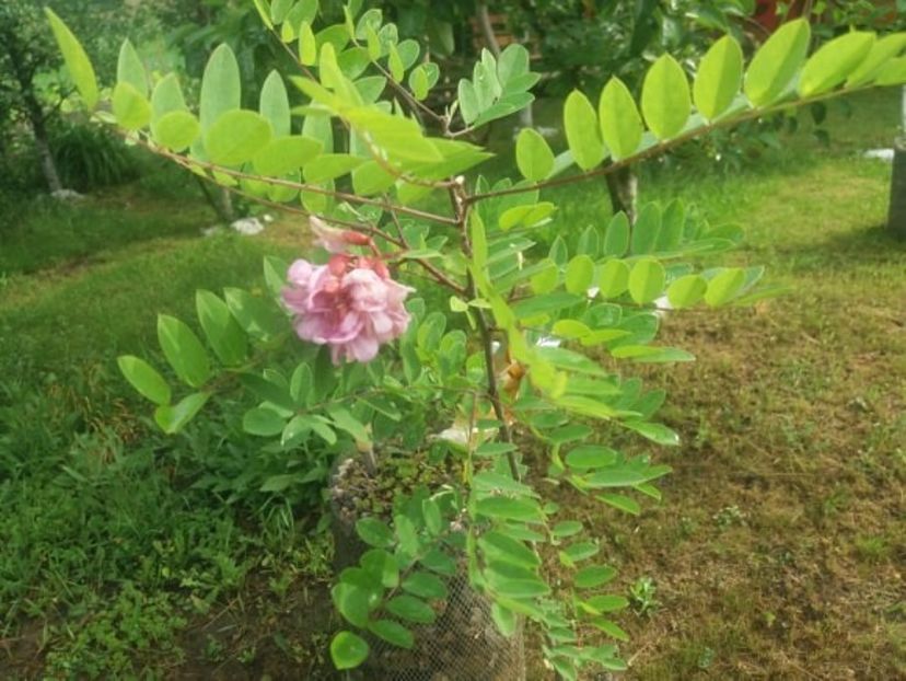  - curtea in vara 2020