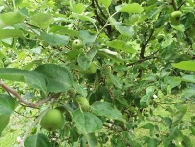  - curtea in vara 2020