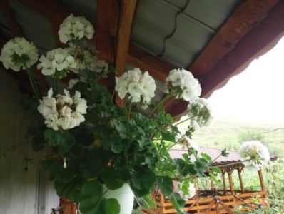  - curtea in vara 2020