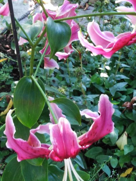  - dragostea  de natura