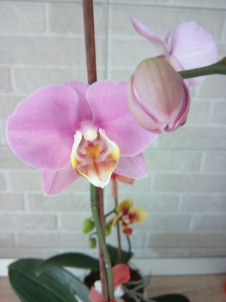  - florile mele dragi