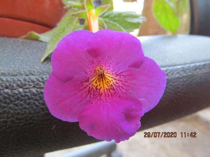 Tyger Eye - Achimenes 2020
