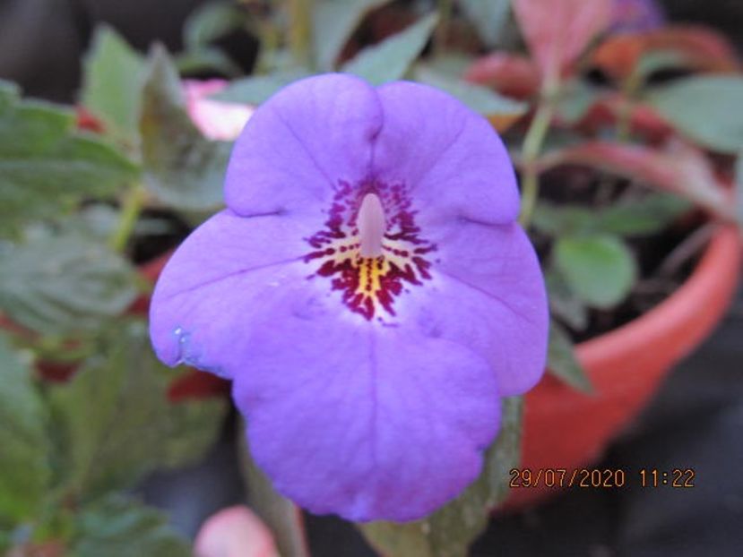 Electra - Achimenes 2020